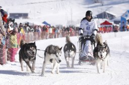 Lenk 2013